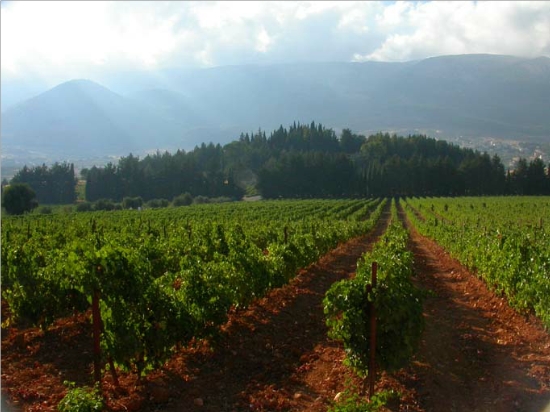 Vignes du Liban (Plaine de la Bekaa)