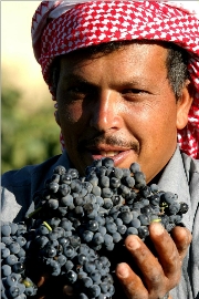 Vignes du Liban (Plaine de la Bekaa) - cliquez pour agrandir